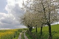 Footpath with field, Germany