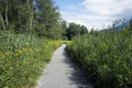 Footpath through a reed bed Royalty Free Stock Photo