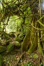 Footpath in ruwenzori mountains Royalty Free Stock Photo