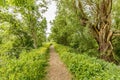 Footpath with shredded branches along the river Kromme Aar with roadsides full of buttercups