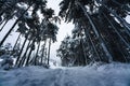 Footpath through snow covered fir forest at dusk, Wildermieming, TIrol, Austria Royalty Free Stock Photo