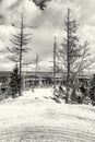 Footpath in snow and dead trees in High Tatras Royalty Free Stock Photo