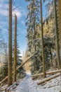 Footpath in the snow between tall spruce trees Royalty Free Stock Photo