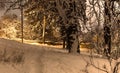 Footpath in the snowy night forest in the countryside, concept of beautiful winter Royalty Free Stock Photo