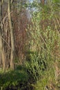 Footpath in spring boggy forest selective focus