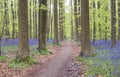 Footpath in the springtime forest Royalty Free Stock Photo