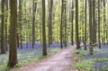 Footpath in springtime forest with beech trees and bluebells blooming Royalty Free Stock Photo