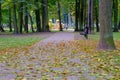 The footpath is strewn with fallen dry yellow leaves in the city park in the fall. Autumn in the city Royalty Free Stock Photo