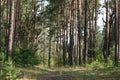 Footpath in summer pine forest, woodland landscape Royalty Free Stock Photo