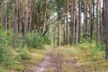 Footpath in summer pine forest, woodland landscape Royalty Free Stock Photo