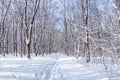 Footpath in a sunny snowy winter forest, snowdrifts, snow on tree branches