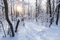 Footpath in a sunny snowy winter forest, snowdrifts, snow on tree branches, sunset