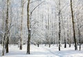 Footpath in sunny winter birch forest Royalty Free Stock Photo