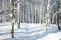 Footpath in sunny winter forest Royalty Free Stock Photo