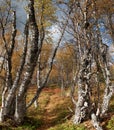 Footpath Through Taiga Forest in Autumn, Finland Royalty Free Stock Photo