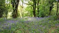 Bluebells, Bickleigh Vale River Plym , Dartmoor ,Devon uk