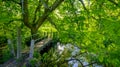 The footpath to Droxford - over the stream and under the flowering horse chestnut tree, Hampshire, UK