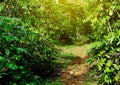 Footpath to Green path tree in jungle