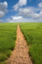 Footpath to the Horizon