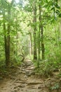 footpath to waterfall at Jetkod-Pongkonsao in Thailand Royalty Free Stock Photo