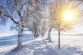 Footpath through treelined avenue in winter Royalty Free Stock Photo