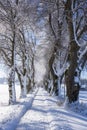 Footpath through treelined avenue in winter