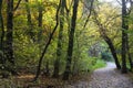 Footpath and trees in autumn Royalty Free Stock Photo