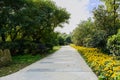 Footpath in trees and flowers on sunny day