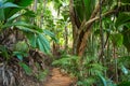 Footpath in tropical rainforest. The Vallee De Mai palm forest  May Valley,  island of Praslin, Seychelles Royalty Free Stock Photo