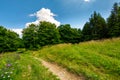 Footpath trough the glade in forest