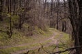 Footpath trough the leafless forest during spring season