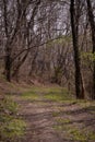 Footpath trough the leafless forest during spring season