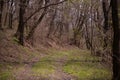 Footpath trough the leafless forest during spring season