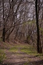 Footpath trough the leafless forest during spring season