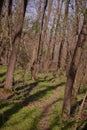 Footpath trough the leafless forest during spring season