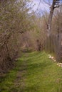 Footpath trough the leafless forest during spring season