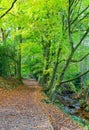 Footpath through typical British beech woodland