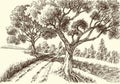 A footpath under the trees hand drawing