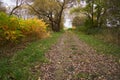 Footpath under willows during autumn