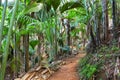 Footpath in The Vallee De Mai palm forest May Valley, island of Praslin, Seychelles Royalty Free Stock Photo