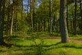 A Footpath wends its way through the lush mixed woodland at Crombie Nature Reserve on the outskirts of Dundee