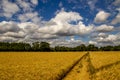 Footpath through a wheat field in the county of Hampshire in the UK.