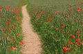 Footpath through wheat field with red poppies, daylight