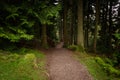 Footpath in Whinlatter Forest Royalty Free Stock Photo