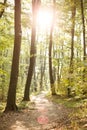 Footpath winding through lush green forest. Early morning in nature