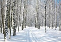 Footpath in winter birch forest Royalty Free Stock Photo