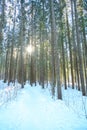 Footpath through winter coniferous forest. snow-covered meadow on a frosty sunny day Royalty Free Stock Photo