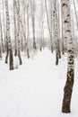 Footpath in winter forest Royalty Free Stock Photo