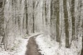 Footpath in winter forest Royalty Free Stock Photo