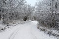 Footpath in winter forest Royalty Free Stock Photo